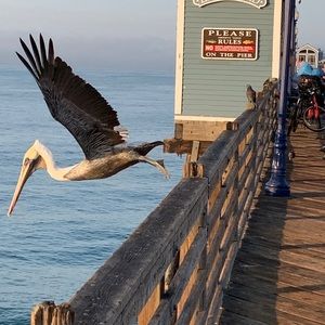 Meet your Posher, Westley